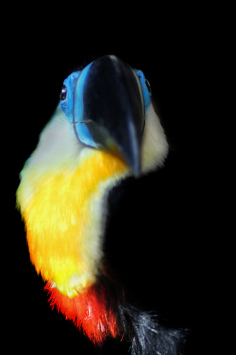 Toucan looks at the camera on black background