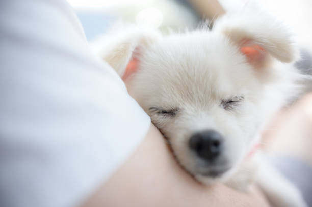 istock Pomeranian friend ready for the trip 1954413888