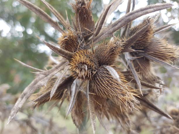 istock A thorny flower type plant 1954413979