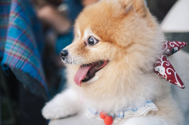 istock Pet friendly concept everywhere with the dog 1954414457
