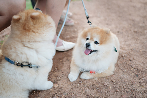 Baby caramel brown pomeranian sitting in outdoor garden