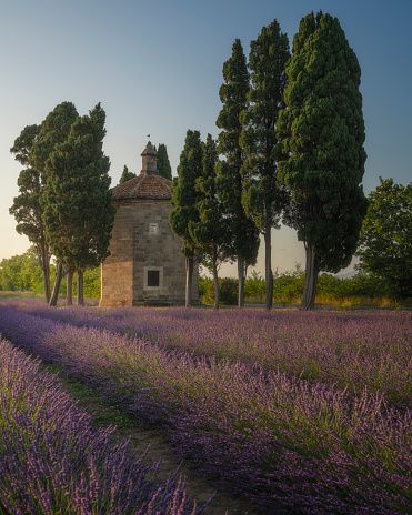 Blooming lavender field, cypress trees and Oratorio di San Guido church. Bolgheri, province of Livorno, Tuscany region, Italy