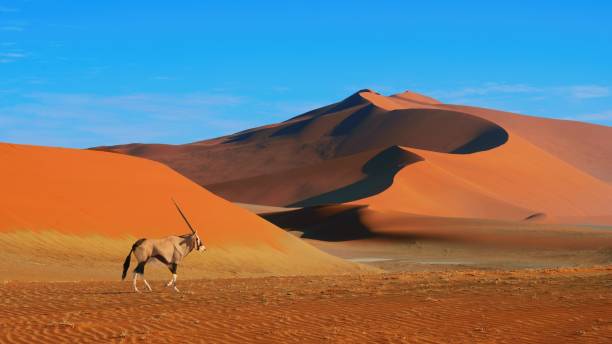 ナミブ・ナウクルフト国立公園、砂漠の風景、世界最高峰の砂丘を歩くアンテロープオリックス。 - damaraland ストックフォトと画像