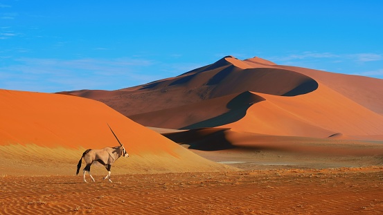 Vast expanses of sand desert and a small figure of a man in the distance. The relief of sand dunes is clearly visible.