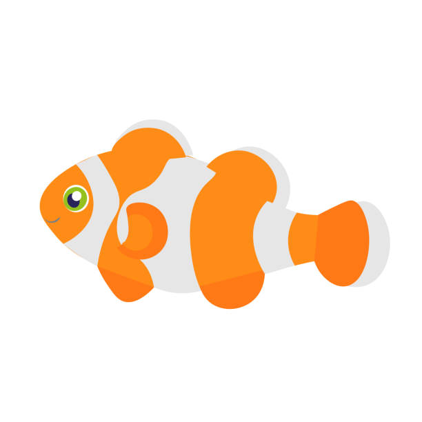 ilustrações, clipart, desenhos animados e ícones de clownfish. - tropical fish clown fish isolated animal