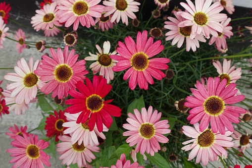 Anthemis, an elegant flower with pink petals