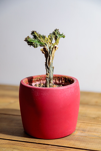 In a pot is a withered plant, symbolizing the brevity of life.