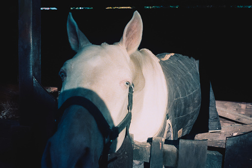 Playful  blue-eyed white horse. Film (Olympus Trip AF 31) photography. Film grain.