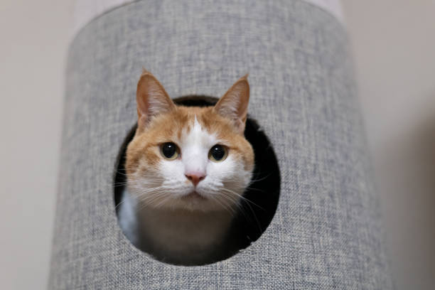 Domestic cat entering the cat tower