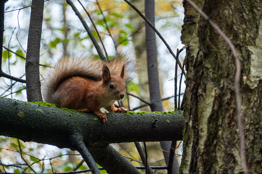 ed squirrel foraging on a moss-covered tree branch in an autumnal forest