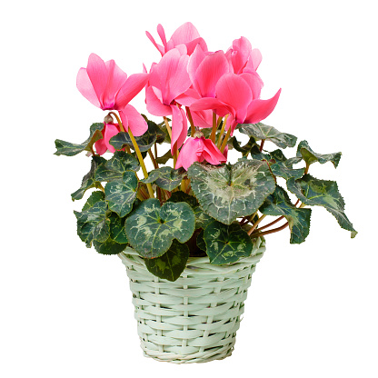 Beautiful cyclamen flower in yellow wicker basket isolated on white background. Home plants, hobby, floriculture.