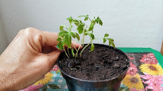 Hand caring for a plant