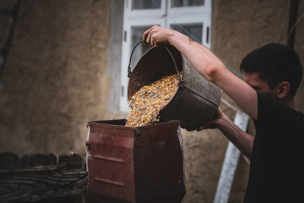 istock A young guy pours wheat and corn from a bucket into a crusher. 1954479226