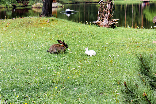 Two hares are sitting on the lawn near the lake. White and black hares eat grass near the river. The wild nature. Easter holiday concept. Animals on domestic farm.