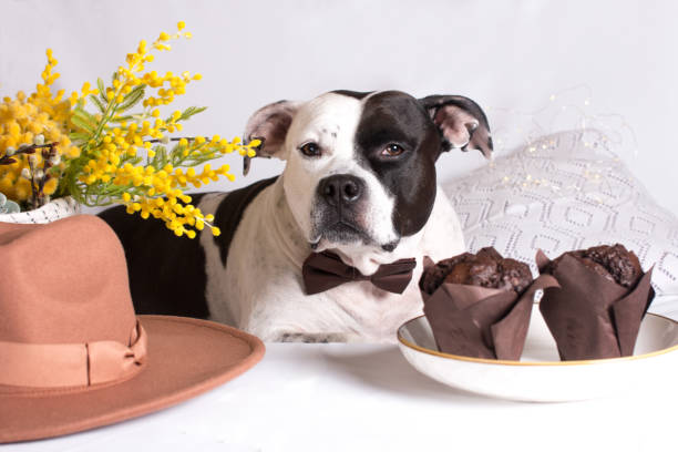 istock A black and white dog on a white background with a mimosa beech and muffin cupcakes. A greeting card from March 8th 1954487698