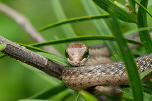 Close-up of the head of a juvenile boomslang (Dispholidus typus), also known as a tree snake or African tree snake, whilst in the branches of an indigenous yellowwood tree
