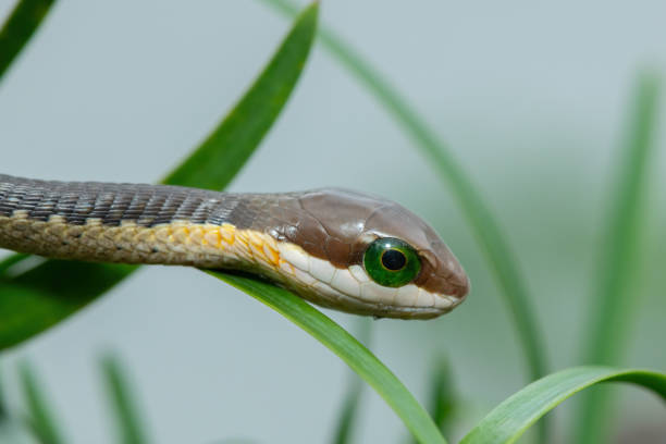 istock Juvenile boomslang (Dispholidus typus), also known as a tree snake or African tree snake 1954495061