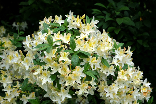 White and yellow Rhododendron 'Daviesii' in flower.