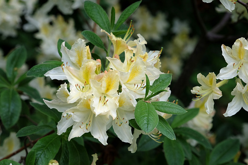 White and yellow Rhododendron 'Daviesii' in flower.