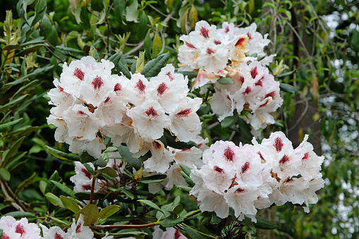 White and red Rhododendron 'Harkwood Premiere' in flower.
