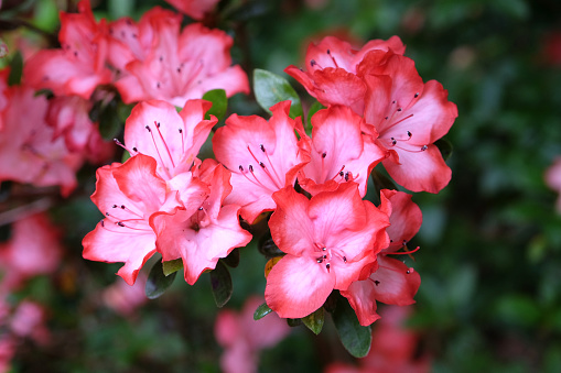 pink azalea flowers in bloom in spring