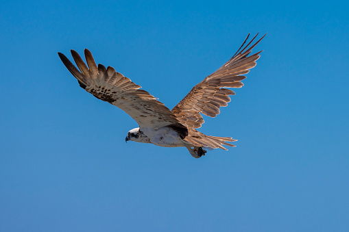 January 20, 2024. Eastern Osprey seen in it's natural native habitat on the south sea wall in Fingal Head, New South Wales, Australia