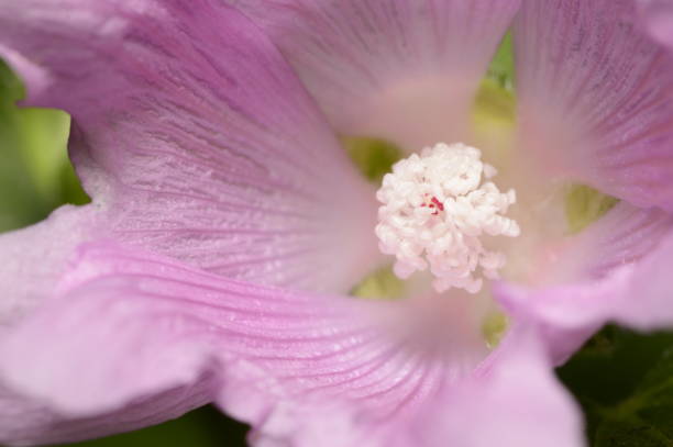 istock Pink mallow, macro photo 1954505106