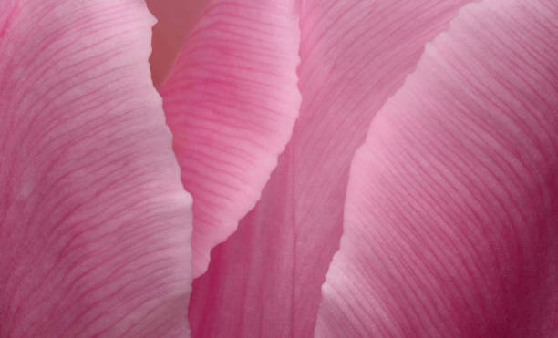 istock Pink tulip petals 1954506159