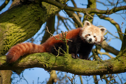 Red panda or lesser panda (ailurus fulgens) in a tree in UK zoo
