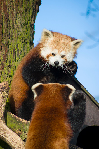 Pair of red pandas or lesser pandas (ailurus fulgens) interacting in a tree in UK zoo