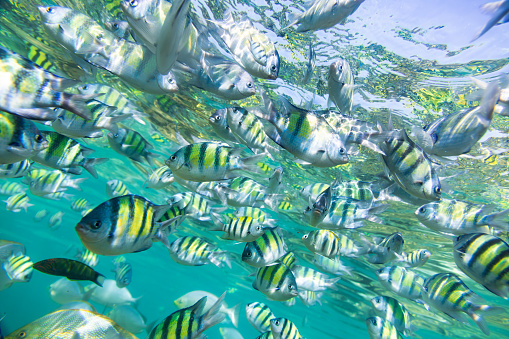 A school of striped tropical fish, displaying vibrant yellow and black stripes, swims gracefully in the clear blue waters. The sunlight penetrates the water surface, illuminating the fish and casting reflections that dance around them.