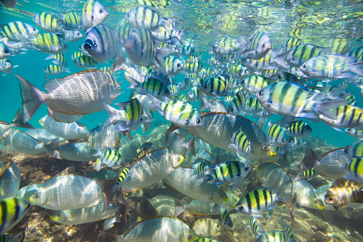 A variety of fish including a prominent orange and black striped fish swim in clear turquoise waters. The ocean floor is visible, sunlight penetrates the water surface illuminating the scene. The image captures the beauty of the underwater world, showcasing the diverse marine life that thrives in the clear turquoise waters. Shot taken in Hikkaduwa.