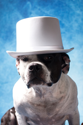 A black and white dog is sitting in a top hat with a suitcase on a blue background. American Staffordshire Terrier