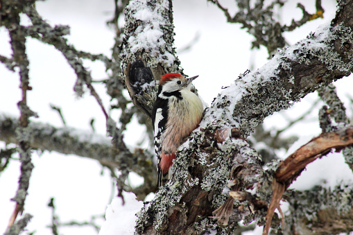 Middle Spotted Woodpecker (Dendrocoptes medius) in branches of old apple tree in winter time near bird feeder