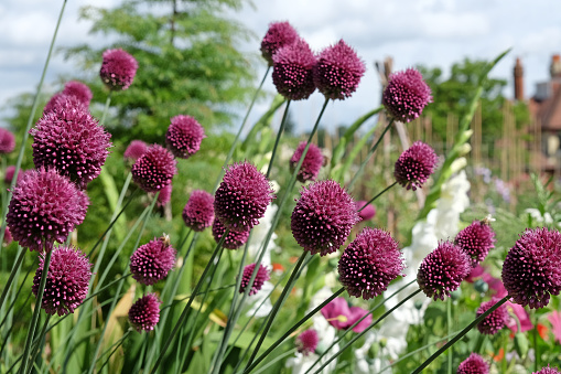 Purple drumstick Allium sphaerocephalon, or ornamental onion in flower