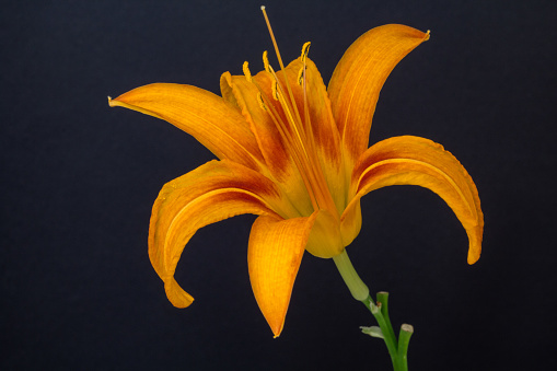 Photo of an Lilies Flower blossom bloom and grow on a black background. Blooming flower of Lilium.