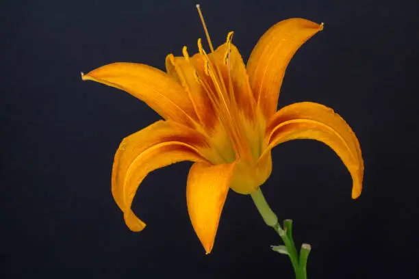 Photo of an Lilies Flower blossom bloom and grow on a black background. Blooming flower of Lilium - Lily.  Lilies are a group of flowering plants which are important in culture and literature in much of the world. In some North American species the base of the bulb develops into rhizomes, on which numerous small bulbs are found. Some species develop stolons. Most bulbs are buried deep in the ground, but a few species form bulbs near the soil surface. Many species form stem-roots. With these, the bulb grows naturally at some depth in the soil, and each year the new stem puts out adventitious roots above the bulb as it emerges from the soil. These roots are in addition to the basal roots that develop at the base of the bulb. 
  4k timelapse of an Lilies Flower blossom bloom and grow and rotating on a red background. Blooming flower of Lilium - Lily. Lilies are a group of flowering plants which are important in culture and literature in much of the world. In some North American species the base of the bulb develops into rhizomes, on which numerous small bulbs are found. Some species develop stolons. Most bulbs are buried deep in the ground, but a few species form bulbs near the soil surface. Many species form stem-roots. With these, the bulb grows naturally at some depth in the soil, and each year the new stem puts out adventitious roots above the bulb as it emerges from the soil. These roots are in addition to the basal roots that develop at the base of the bulb.