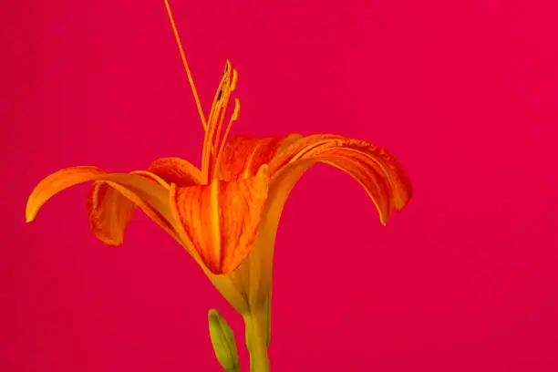 Photo of an Lilies Flower blossom bloom and grow on a red background. Blooming flower of Lilium - Lily.  Lilies are a group of flowering plants which are important in culture and literature in much of the world. In some North American species the base of the bulb develops into rhizomes, on which numerous small bulbs are found. Some species develop stolons. Most bulbs are buried deep in the ground, but a few species form bulbs near the soil surface. Many species form stem-roots. With these, the bulb grows naturally at some depth in the soil, and each year the new stem puts out adventitious roots above the bulb as it emerges from the soil. These roots are in addition to the basal roots that develop at the base of the bulb. 
  4k timelapse of an Lilies Flower blossom bloom and grow and rotating on a red background. Blooming flower of Lilium - Lily. Lilies are a group of flowering plants which are important in culture and literature in much of the world. In some North American species the base of the bulb develops into rhizomes, on which numerous small bulbs are found. Some species develop stolons. Most bulbs are buried deep in the ground, but a few species form bulbs near the soil surface. Many species form stem-roots. With these, the bulb grows naturally at some depth in the soil, and each year the new stem puts out adventitious roots above the bulb as it emerges from the soil. These roots are in addition to the basal roots that develop at the base of the bulb.