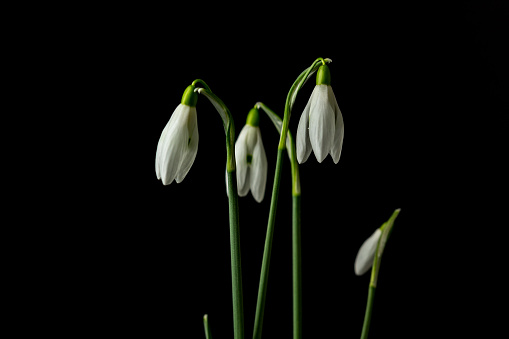 Photo of an snowdrop flower or Galanthus nivalis growing and blooming at black background. Zoom out. 
Snowdrops have been known since the earliest times under various names, but were named Galanthus in 1753. As the number of recognised species increased, various attempts were made to divide the species into subgroups, usually on the basis of the pattern of the emerging leaves (vernation). In the era of molecular phylogenetics this characteristic has been shown to be unreliable and now seven molecularly defined clades are recognised that correspond to the biogeographical distribution of species. New species continue to be discovered.