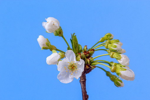 Photo of an Sweet Cherry tree flower blossom bloom and grow on a blue background. Blooming small white flower of Prunus avium. 
Prunus avium, commonly called wild cherry, sweet cherry, or gean, is a species of cherry, a flowering plant in the rose family, Rosaceae. It is native to Europe, Anatolia, Maghreb, and Western Asia, from the British Isles south to Morocco and Tunisia, north to the Trondheimsfjord region in Norway and east to the Caucasus and northern Iran, with a small isolated population in the western Himalaya.