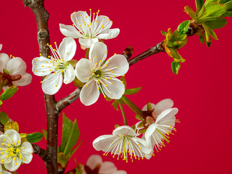 Photo of an Sour Cherry tree flower blossom bloom and grow on a red background. Blooming small white flowers of Prunus cerasus. Prunus cerasus (sour cherry, tart cherry, or dwarf cherry) is a species of Prunus in the subgenus Cerasus (cherries), native to much of Europe and southwest Asia. Prunus cerasus, is thought to have originated as a natural hybrid between Prunus avium and Prunus fruticosa in the Iranian Plateau or Eastern Europe where the two species come into contact. Prunus fruticosa is believed to have provided its smaller size and sour tasting fruit. The hybrids then stabilized and interbred to form a new, distinct species.
Cultivated sour cherries were selected from wild specimens of Prunus cerasus and the doubtfully distinct P. acida from around the Caspian and Black Seas, and were known to the Greeks in 300 BC. They were also extremely popular with Persians and the Romans who introduced them into Britain long before the 1st century AD The fruit remains popular in modern-day Iran.