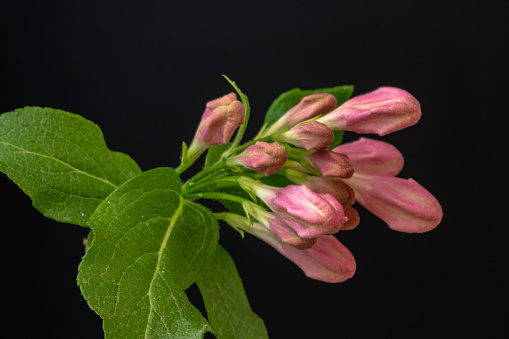 Weigela florida blooming in a photo. Black background.
Weigela is a genus of between six and 38 species of deciduous shrubs in the family Caprifoliaceae, growing to 1–5 m  tall. All are natives of eastern Asia. The genus is named after the German scientist Christian Ehrenfried Weigel. The first species to be collected for Western gardens, Weigela florida, distributed in North China, Korea and Manchuria, was found by Robert Fortune and imported to England in 1845. Following the opening of Japan to Westerners, several Weigela species and garden versions were 