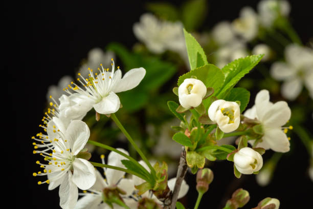 foto de una flor de cerezo agrio florece y crece sobre un fondo negro. floreciendo pequeñas flores blancas de prunus cerasus. - fondo de pantalla hd de primavera fotografías e imágenes de stock