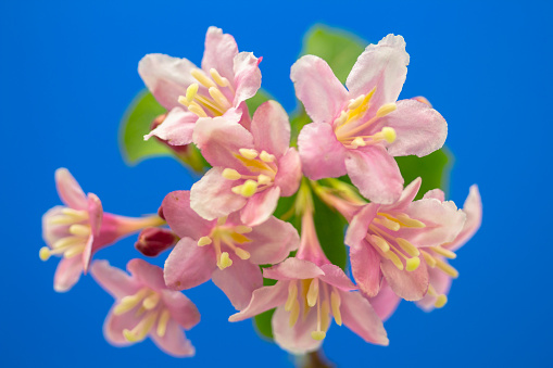 Weigela florida blooming in a photo. Blue background.\nWeigela is a genus of between six and 38 species of deciduous shrubs in the family Caprifoliaceae, growing to 1–5 m  tall. All are natives of eastern Asia. The genus is named after the German scientist Christian Ehrenfried Weigel. The first species to be collected for Western gardens, Weigela florida, distributed in North China, Korea and Manchuria, was found by Robert Fortune and imported to England in 1845. Following the opening of Japan to Westerners, several Weigela species and garden versions were \
