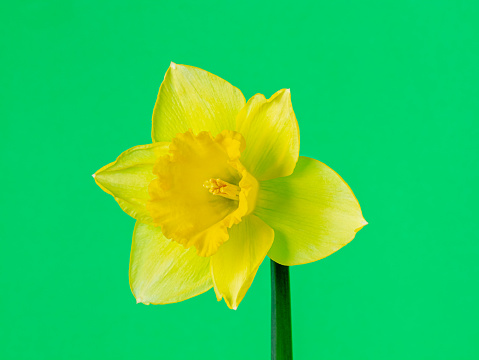 Wild Daffodil blooming against green background in a photo. Daffodile growing blooming and blossoming in blue. Narcissus pseudonarcissus is a genus of predominantly spring flowering perennial plants of the amaryllis family, Amaryllidaceae. Various common names including daffodil, narcissus and jonquil are used to describe all or some members of the genus. Narcissus has conspicuous flowers with six petal-like tepals surmounted by a cup- or trumpet-shaped corona. The flowers are generally white or yellow (also orange or pink in garden varieties), with either uniform or contrasting coloured tepals and corona.