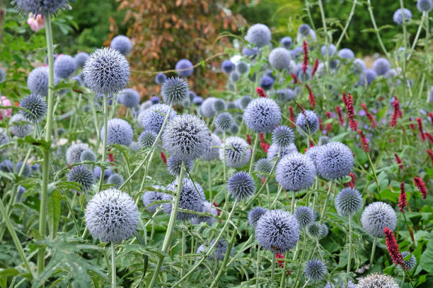 istock Echinops 'Taplow Blue' globe thistle in flower 1954535071