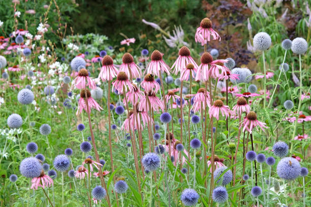istock Pale pink Coneflower, Echinacea pallida, in flower. 1954537677