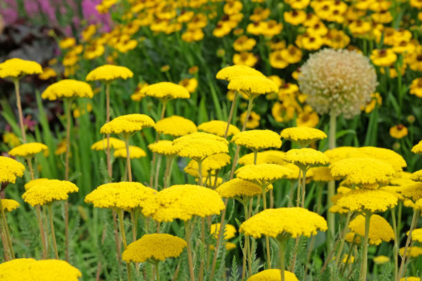 Yellow Achillea, or Golden Yarrow, in flower. Yellow Achillea, or Golden Yarrow, in flower. fernleaf yarrow in garden stock pictures, royalty-free photos & images