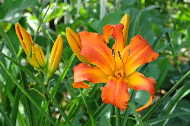 Orange Hemerocallis day lily 'Primal Scream' in flower.