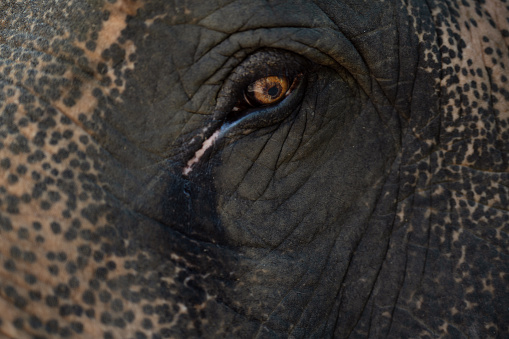 Asian elephant eye. A close up of an wild animal, skin with wrinkles.